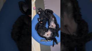 Sibling love music love dog puppy pets doglover puppies dogmom shortvideo funny shorts [upl. by Mccahill]