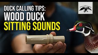 Wood Duck Calling Tips Sitting Sounds [upl. by Ijok]