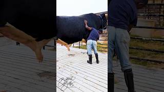 Holstein bull dwarfing his handler [upl. by Eirrek52]