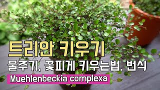 트리안 키우기 물주기와 번식 그리고 꽃을 피우는 방법은 How to grow Muehlenbeckia [upl. by Asek]