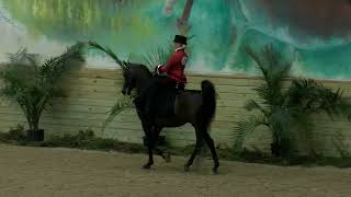 2024 Region 13 Arabian Championship Show Side Saddle Sara Debolt Siemon and Evolutionist [upl. by Aileme597]