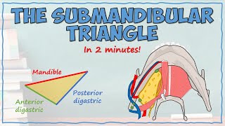 The Submandibular Triangle [upl. by Ume]