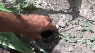 Garden Insect Earwig Control [upl. by Yerfdog252]