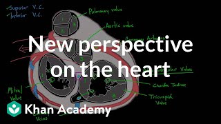 New perspective on the heart  Circulatory system physiology  NCLEXRN  Khan Academy [upl. by Eiramana210]