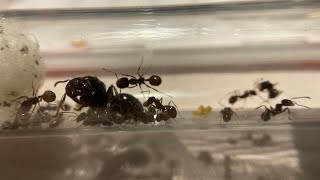 Tuto commencer un élevage de messor barbares des fourmis enft [upl. by Ahsircal]