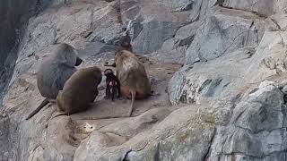 A group of Hamadryas baboons and their enclosure [upl. by Ivatts]