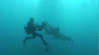 Amazing footage of tiger shark close encounter with diver [upl. by Terle]