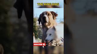 कुता बना भेड़ियों का राजा । Abandoned Dog Becomes The Leader Of Wolf movieexplain [upl. by Ettegdirb337]