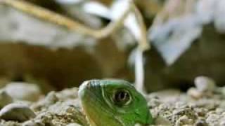 Green Iguana Documentry Part 1 [upl. by Eirased]