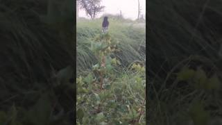 Small passerine bird smallbirds robinbird birds amanullahjamali [upl. by Sib]