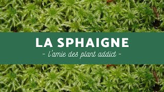 La sphaigne  pourquoi  Comment  Tout savoir sur ses utilisations 🌿 [upl. by Port]