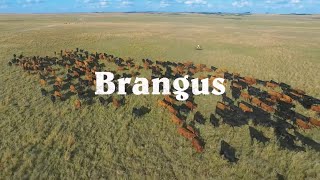 BRANGUS BREED MANIFEST [upl. by Eserrehs569]