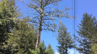 PGampE crew cuts down droughtweakened tree [upl. by Lester]