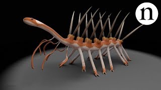 Hallucigenia The worm with the missing head [upl. by Gelasias]