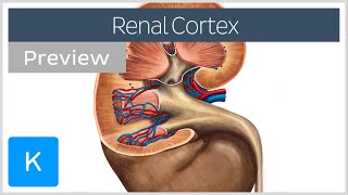 Renal cortex structure and function preview  Human Anatomy  Kenhub [upl. by Alene]