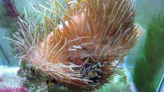 How to get your Clownfish to host an Anemone [upl. by Einnalem224]