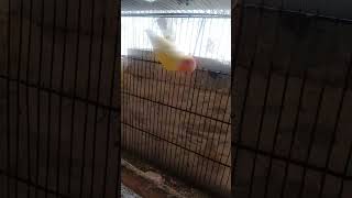 New birds Fisherslotino Blue Pasnadaparrot Jamal vlog [upl. by Airdnna]