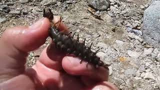 Carnada para pescar Sabaletas es llamado indio viejo cigarro dobsonfly larvae o hellgrammites [upl. by Aniretake573]