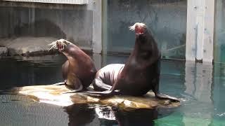 California sea lions at Hogle Zoo [upl. by Miko]