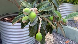 Loquat tree and raw fruits in Australia [upl. by Melva]