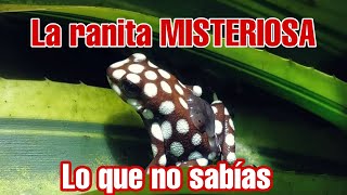 La ranita MISTERIOSA de Perú Excidobates Misteriosus 👌😍 [upl. by Maitund198]