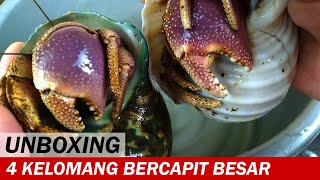 UNBOXING Kelomang C brevimanus Jumbo dan Cangkang Turbo Marmoratus  Unboxing Video  Crabpedia [upl. by Aday]