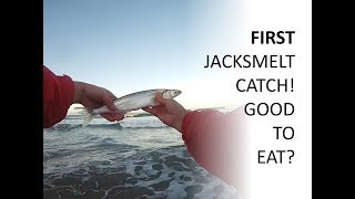 First Jacksmelt Catch Good to Eat [upl. by Jemmy676]