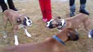 boxer dog fight [upl. by Ailliw]