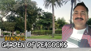 Top beautiful places of dubai  best places of dubai must visit  garden of peacocks [upl. by Egiedan]