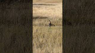 Kodo the barn cat hunting in the tall grass [upl. by Christianity]