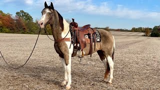 SOLD Harley spotted buckskin Missouri Fox Trotter gaited mare for sale well broke Fancy gait [upl. by Dahij187]