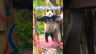 Ultimate Panda Shenanigans The Funniest Moments 🐼😂 youtubeshorts cute panda fyp funny [upl. by Idmann]