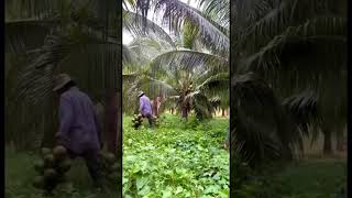 harvest coconut 🥥 shorts agriculture fruit coconut harvesting coconut [upl. by Herbst50]