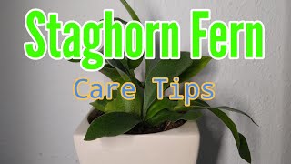 Staghorn fern care Platycerium care Tips All About Staghorn Ferns watering [upl. by Barvick]