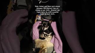 Das harte Leben als Minihund im Wohnmobil nochmal raus müssen yorkshire chihuahua gassi puppy [upl. by Akihc]