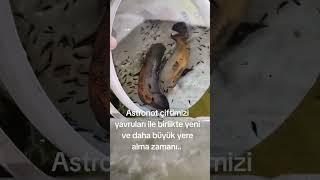 Astronot Çift balık astronotus balık fish keşfetküsmüyüz [upl. by Haneen]