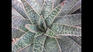 How to make intergeneric hybrid of succulents and what is it [upl. by Adele250]