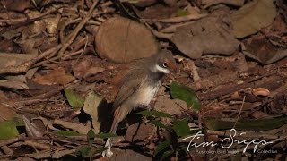 Rufous Fantail Rhipidura rufifrons HD Video Clip 1  2 [upl. by Nudnarb407]