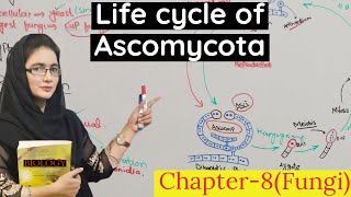 Ascomycota class 11 life cycle of Ascomycota  urduhindi [upl. by Cowan]