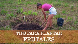 Consejos para el PLANTIO de FRUTALES [upl. by Reviere]