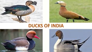 Ducks of India 🦆 🇮🇳  Birds  Indian Birds [upl. by Airetnuhs]