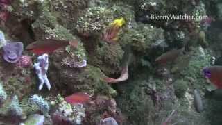 Midas Blenny Courting Colors  Original video from Blennywatchercom [upl. by Aleahs245]