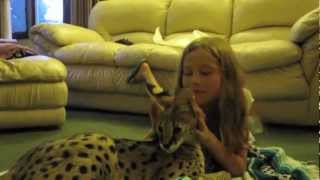 Serval Cat Playing With Kids [upl. by Ezarra]