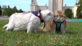 Hosico and Apollo [upl. by Stearn]