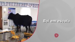 Boi invade escola e deixa criança ferida em Caratinga [upl. by Yurt]