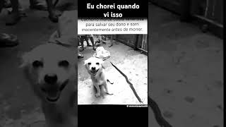 Permissão para chorar soldados🫡cachorro herói cachorro herói [upl. by Nobell]