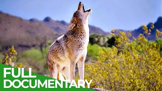 Coyotes vs Wolves  An Unequal Battle in Yellowstone National Park  Free Documentary Nature [upl. by Ayidah]