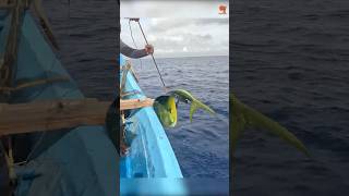 Mahi Mahi Fish Caught Using Live Baits fishing fishingvideo fishingtime [upl. by Nivled]