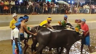 Kambala Start Balkunje Mangalore 2024 [upl. by Moyra]