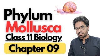 Phylum Mollusca General Characteristics and overview [upl. by Marchal]